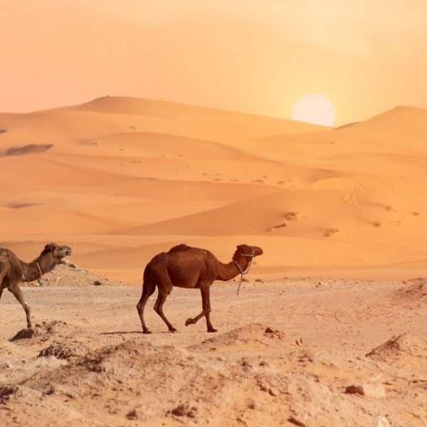 desert-4990324 desert-4990324